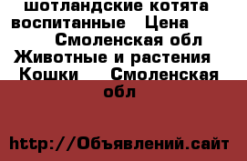 шотландские котята, воспитанные › Цена ­ 2 500 - Смоленская обл. Животные и растения » Кошки   . Смоленская обл.
